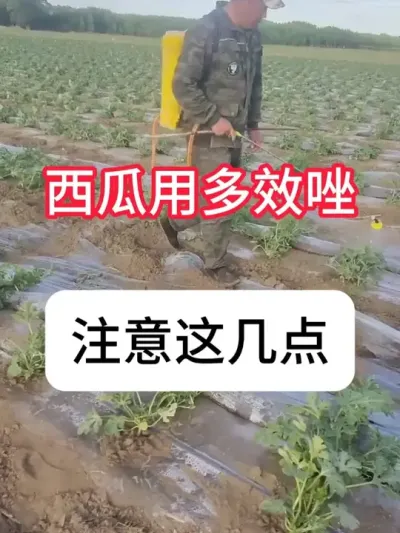西瓜能用多效唑吗？多效唑使用技巧 #农业种植 #西瓜 #控旺 #种植技巧 #抖音助农