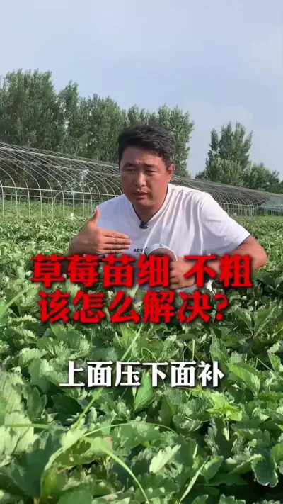 ��ݮ��ϸ��������ô���#��ݮݪֲ #��ݮ���� #��ݮݪֲ���� #��ũ������ #����ũҵ֪ʶ��ũ����������