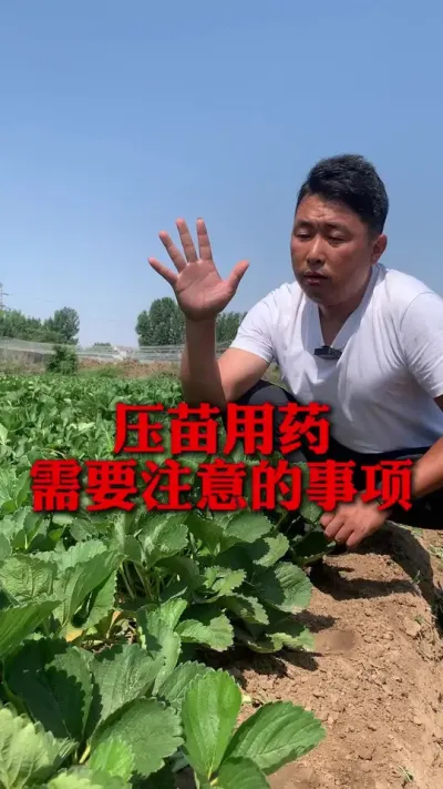 ѹ����ҩע������#��ݮݪֲ #��ݮ���� #��ݮݪֲ���� #����ũҵ֪ʶ��ũ���������� #��ũ������