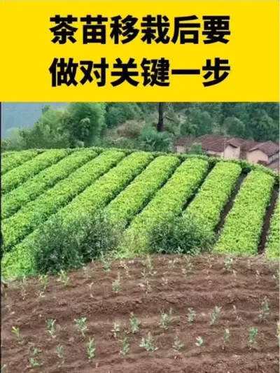 �������Ժ�һ��Ҫ����Ҫ����һ��#���� #����ݪֲ