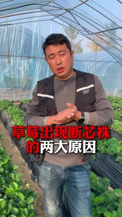 оԵԭ#ݮݪֲ #ݮݪֲ #ݮ #ũҵ֪ʶũ #ũ