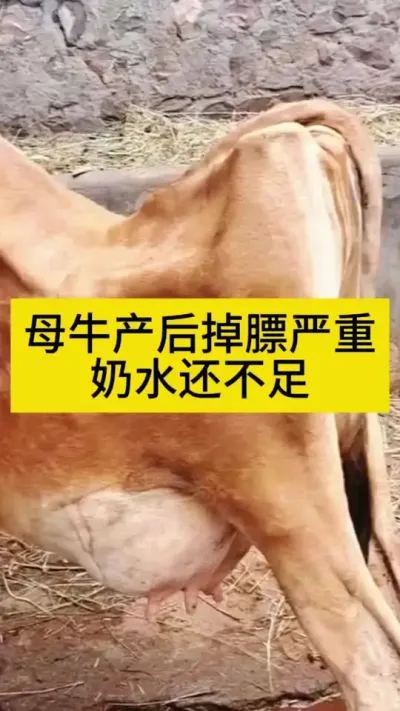 ĸţ���������������ˮȱ��#����ĸţ #��ţ���� #��ţ