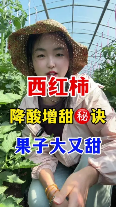 西红柿口感差转色困难怎么办？试试这个配方，让果子又大又甜#西红柿种植技术 #番茄种植技术