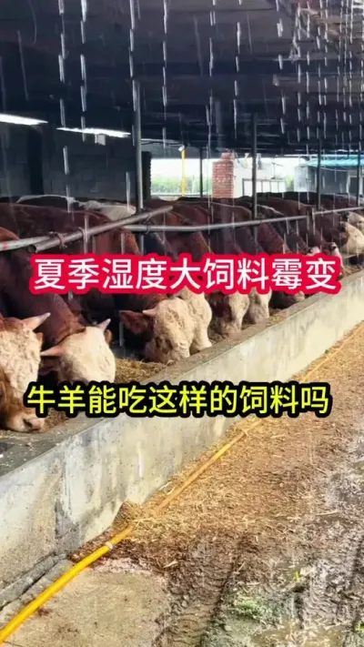 ��ù���ʵĲ������㻹�Ҹ�ţ�����#��ţ�� #��ţ���� #��ֳ #��ţ