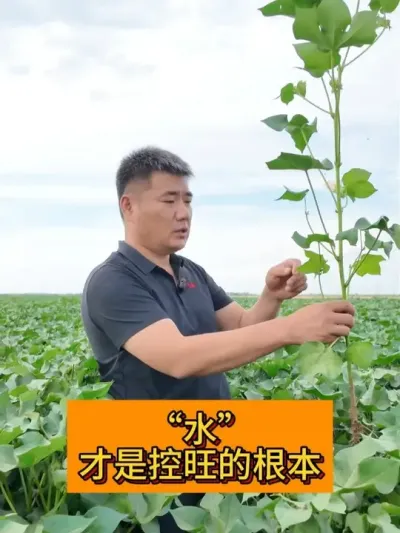 ˮ���ǿ����Ļ��� #��ũ������2025#ݪֲС���� #��ũݪֲ #��ũ������������ #�޻�