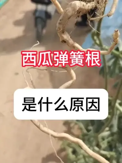 ���ϵ��ɸ�ʲôԵ��ԭ�������ϵ��ɸ�������� #����ݪֲ #ũ���ƹ� #ݪֲС���� #�������� #������ũ