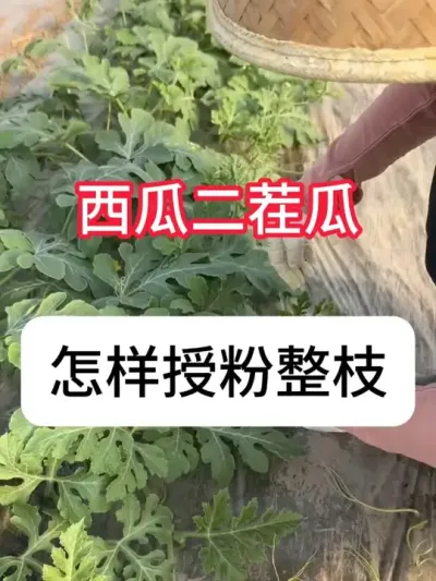 西瓜二茬瓜怎么留产量高？ #西瓜 #农业种植 #三农 #抖音助农 #果园管理