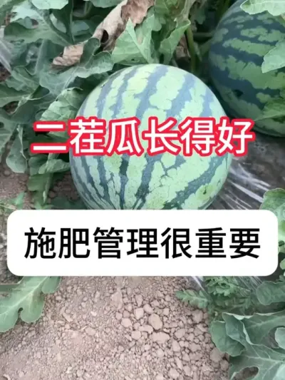 ���϶��������Ҫ�� #���� #ũҵ�����ƹ� #��ũݪֲ#�������� #������ũ