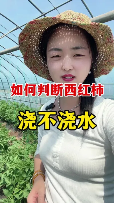 如何判断西红柿是否需要浇水呢？#西红柿种植 #西红柿种植技术