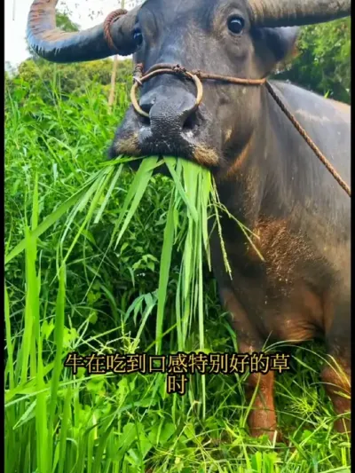 ţ�Բ�Ϊʲô��ͻȻͣ����#ţ�Բ�ΪʲôͻȻͣ��һ�� #��ţ�� #��ţ