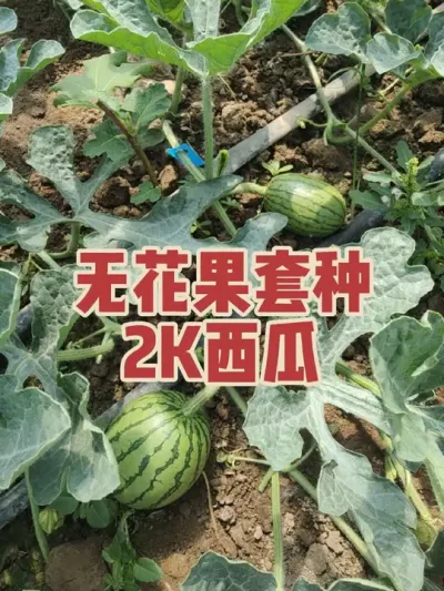 无花果头两年套种西瓜，一亩地白捡万把块，只要是自己有空管理的话还是不错的 #耿记无花果种植专业合作社 #无花果树苗