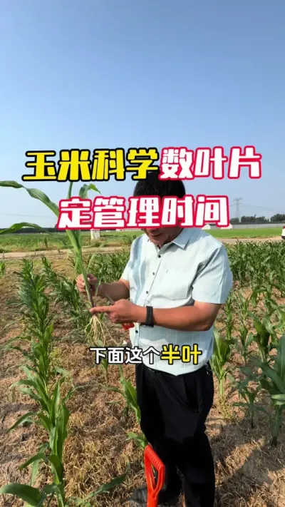 ������ô��ѧ��ҶƬ��ƾ֤ҶƬ������ʱ��#ũҵݪֲ #����ݪֲ #���׹��� #���׸߲�ݪֲ���� #ë��������߲�����