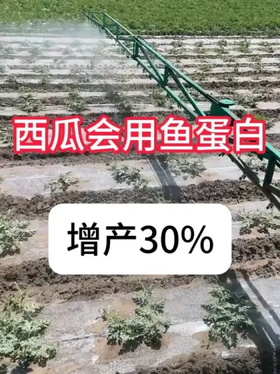 ����ʲôʱ�������Ѱ���������������Ѱ׶��һ�� #����ݪֲ #���Ѱ� #�������� #ݪֲС���� #������ũ