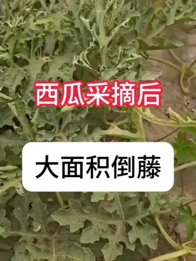 ���ϴ��������ʲôԵ��ԭ����������ô��� #��ũ #����ݪֲ #���溦���� #ũҵݪֲ #������ũ