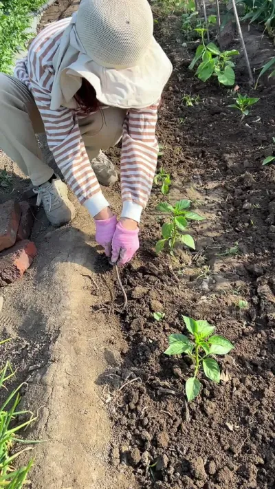 辣椒返苗后适当控水蹲苗，浇水两天后土壤表面干燥，中耕松土，疏松透气的生长环境看上去好舒服，这样保持一段时间再浇大水，辣椒会长的很快#三农 #辣椒的种植方法 #一份耕耘一份收获 #记录我的种植生活 #我