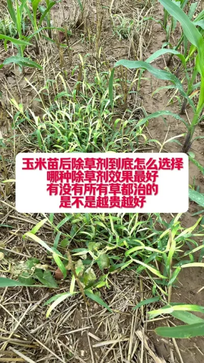 ���������ݼ���������ѡ�� #������ũ֧����ũ #������ũ #ũҵݪֲ����