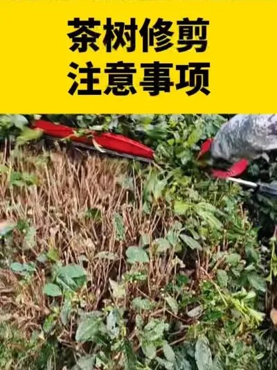 茶树修剪注意事项#茶树 #茶树种植 #茶树管理技术与指导