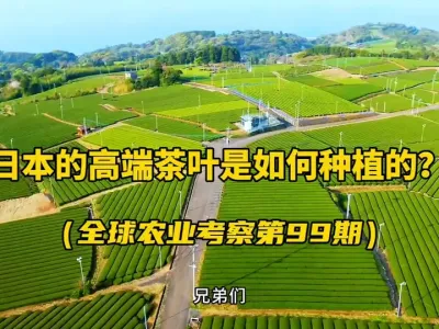 �ձ��ĸ߶˲�Ҷ�����������������������������ֲ�������������������ֳ��������飡 �������ձ����ݰ�Ů�����԰�����������������Ǵ�����ȫ��ɽ����԰��רҵݪֲ���գ�������������ֵ��ѧϰ��#�ձ�ũҵ #��Ҷ #��Ҷݪֲ #������ѧũ�� #΢������