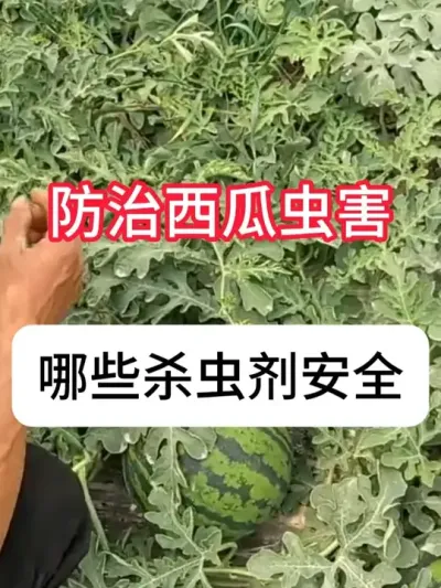 ���ϳ溦����ɱ��� #���� #���溦���� #ɱ��� #��ũ #������ũ