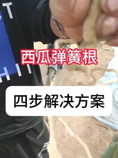 ���ϵ��ɸ���ʲôԵ��ԭ�������ϸ�ϵ���� #���Ϲ��� #������ũ#ݪֲС���� #ũҵݪֲ #������ũ