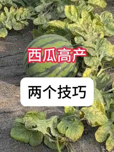 ݪֲС ϸ߲#ũ֧ũ #ũݪֲ #ݪֲ #ղӲԭ #ʩ