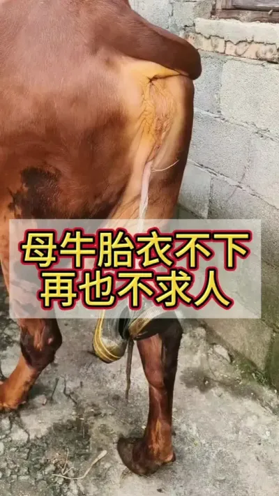 ĸţ̥�²�������Ҳ��������#ĸţ#����ĸţ #��ţ�� #��ţ #ũ����ţ