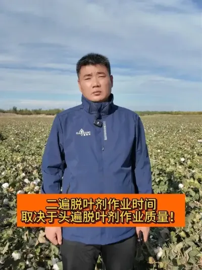 ������Ҷ����ҵʱ�� ȡ����ͷ����Ҷ����ҵ���� #��ũ������2025#ݪֲС���� #������ũ֧����ũ #�޻� #��Ҷ��