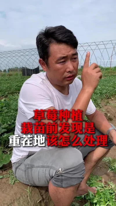 �����ز�ظ���ô���óͷ�#��ݮݪֲ #��ݮ���� #��ݮݪֲ���� #����ũҵ֪ʶ��ũ���������� #��ũ������