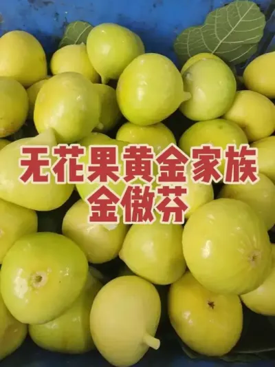 ������޻�������ɫϵ��ٮٮ��#�����޻���ݪֲרҵ������ #�޻�������