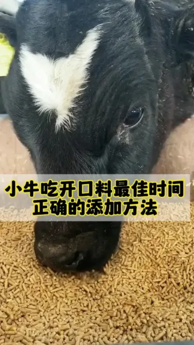 Сţ�������ϵ����ʱ����׼ȷ������Ҫ��#��ţ #Сţ #ţ����ֳ #ũ����ţ