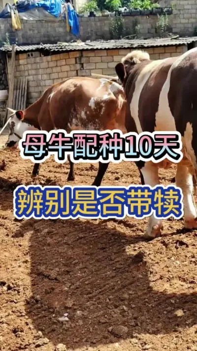 ĸţ�����10��������֪����û����#��ţ #��ţ�� #ĸţ #����ĸţ