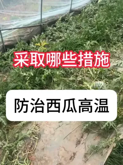 ���Ϸ�����Ҫ�����������Ϲ��� #����ݪֲ #��ũ #ũ���ƹ� #������ũ