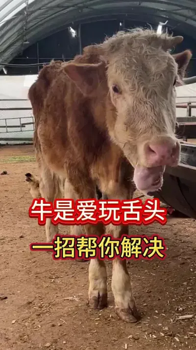 牛总爱玩舌头，一招帮你解决#养牛人 #农村养牛 #养牛 #养牛技术 #科学养牛