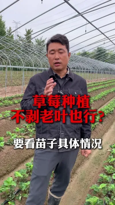 ݮҶҲ#ݮݪֲ #ݮݪֲ #ũҵ֪ʶũ #ũ #ݮ