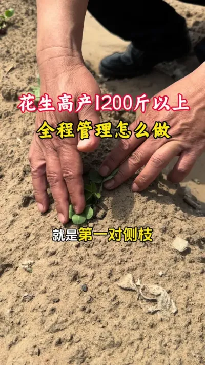 花生想要高产1200斤以上的产量，全程管理怎么做？#花生种植 #花生高产全程模式化管理 #花生高产 #花生高产小妙招 #毛国富大田高产管理
