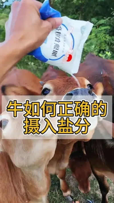牛如何正确的摄入盐分#养牛 #农村养牛 #养牛人 #科学养牛 #养牛技术