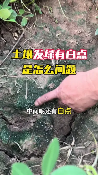 ����������������а׵���ʲôԵ��ԭ����#����ݪֲ#����ݪֲ�������� #�����߲� #�����߲�ȫ��ģʽ������ #ë��������߲�����