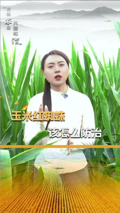 ���׺�֩�����ô������#��ũ #����ݪֲ #����ݪֲ���� #�������� #������ũ��