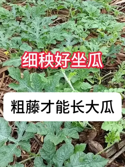 ������ô��߲�������������Ҫ�� #����ݪֲ #��ũ #�������� #ݪֲС���� #������ũ