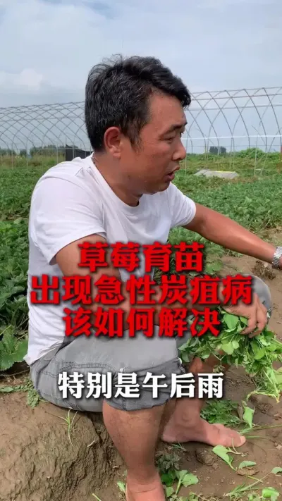 ��ݮ����̿�Ҳ��������#��ݮݪֲ #��ݮݪֲ���� #��ݮ���� #��ũ������ #����ũҵ֪ʶ��ũ����������