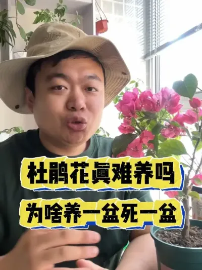 杜鹃花真的难养吗，为啥养一盆嘎一盆。 #养花 #养花小知识 #花卉 #花卉绿植 #盆栽