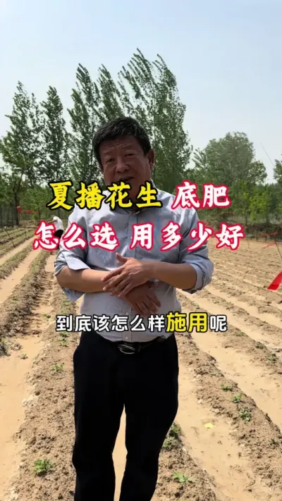 花生底肥怎么选，用多少合适，土壤酸化发红有绿苔应该怎么调理#花生种植 #花生高产全程模式化管理 #花生管理 #花生播种 #毛国富大田高产管理