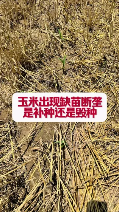 ����ȱ���¢����ô����#������ũ֧����ũ #������ũ #������ũ��ũ