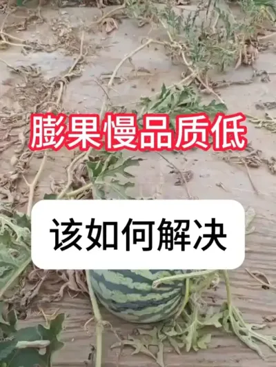 ����СƷ�ʲ���ô���������ݪֲ���� #����ݪֲ #�������� #��ũ #ũ���ƹ� #������ũ