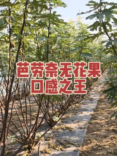 �����������¸ºó�#�����޻���ݪֲרҵ������ #�޻�������