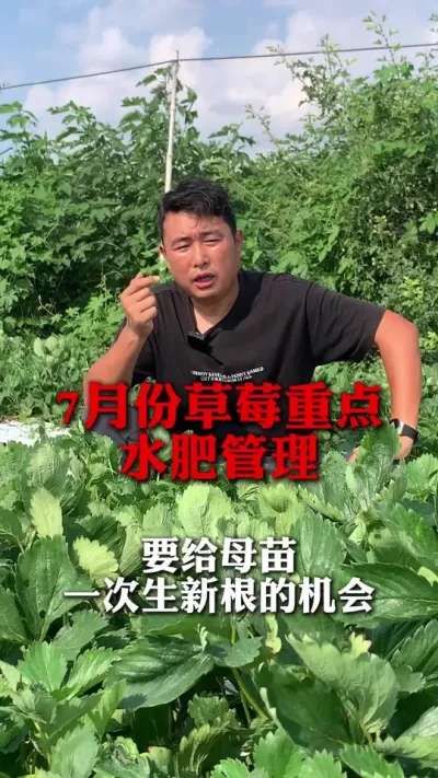 7�·ݲ�ݮˮ�ʹ����ص�#��ݮݪֲ #��ݮ���� #��ݮݪֲ���� #��ũ������ #����ũҵ֪ʶ��ũ����������