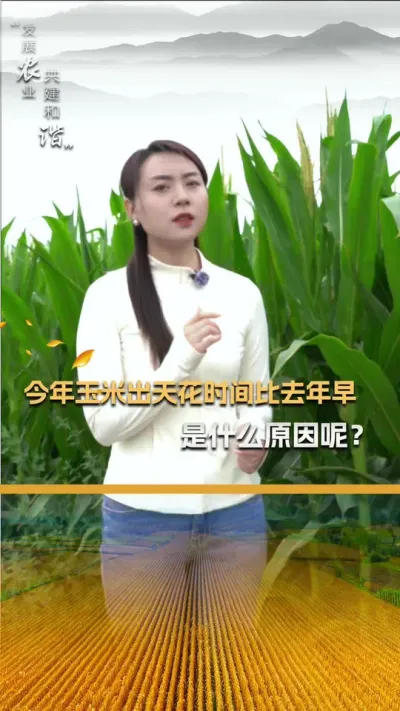 �������׳��컨��ʱ���ȥ��������ʲôԵ��ԭ������#��ũ #����ݪֲ #����ݪֲ���� #�������� #������ũ��