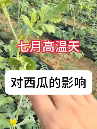 ����������ϵ�Ӱ�����������Ϲ���Ҫ�� #����ݪֲ #��ũ #���溦���� #ũ��֪ʶ #������ũ