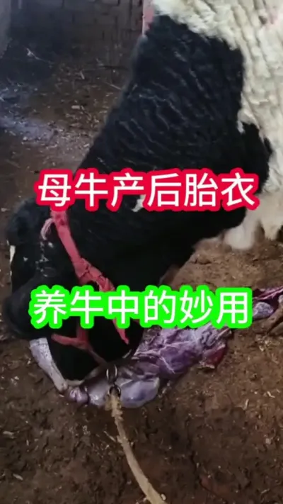 ĸţ����̥�µ���������ţ��֪������#ĸţ #����ĸţ #������������ĸţ #��ֳ