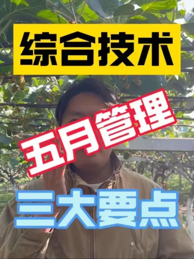 猕猴桃园五月份管理要点‼️ 如何在胁迫性气候下做好果园管理，减少损失？修剪、植保、水肥三大要点缺一不可！胁迫性气候不可抗，但生活还需继续，调整心态，一起努力💪#2025新农人计划 #猕猴桃种植 #猕猴